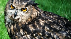 Jakie ptaki nie śpią w nocy?